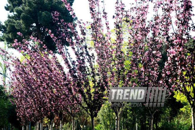 Spring in Baku. Azerbaijan, Baku, 20 apr. 2016